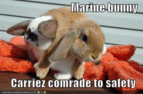 Name:  funny-pictures-marine-bunny.jpg
Views: 3
Size:  33.6 KB